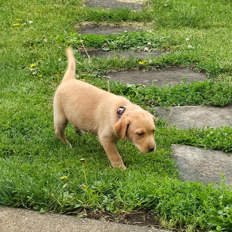 A baby large-sized female Yellow / Tan / Blond / Fawn Yellow Labrador Retriever dog named Vanilla for adoption in Edwards, IL