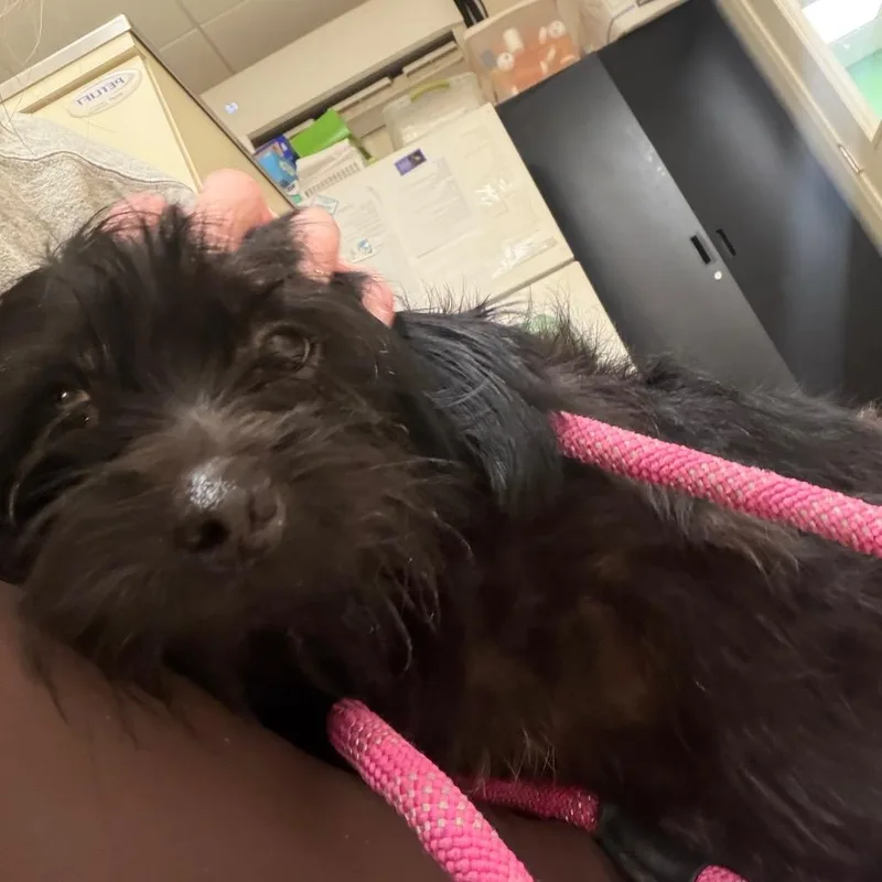 An adult small-sized male Black Mixed Breed dog named Shoestring for adoption in Pekin, IL