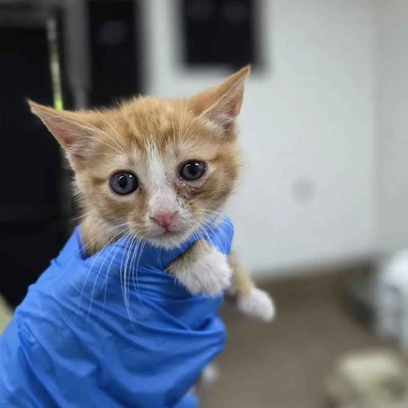 A baby small-sized male Orange / Red Domestic Short Hair cat named Pencil for adoption in Incline Village, NV