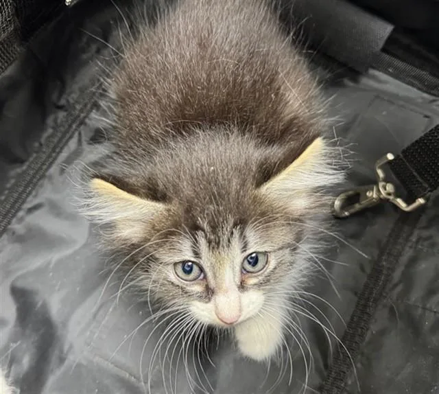 A baby small-sized female Domestic Short Hair cat named A for adoption in Naples, FL