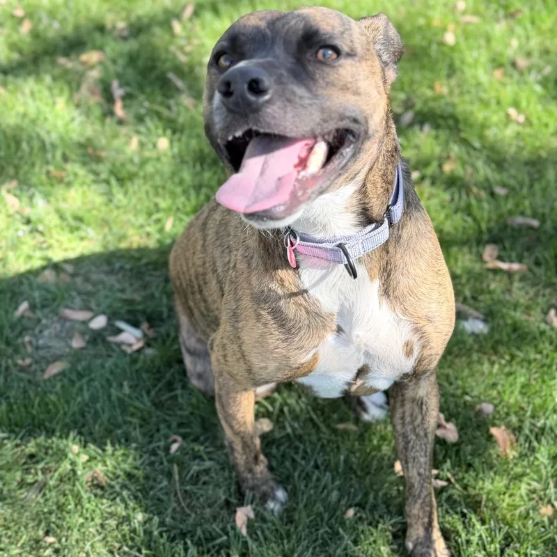 An adult medium-sized male Brindle Mixed Breed dog named Mowgli for adoption in Medford, OR