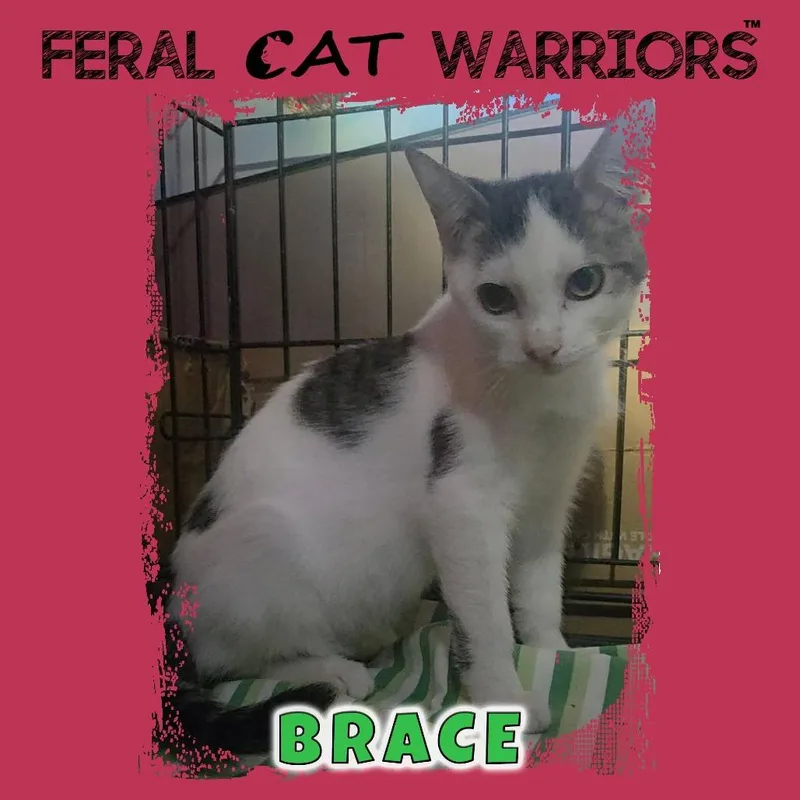 A baby small-sized male White Domestic Short Hair cat named Brace for adoption in Kingman, AZ