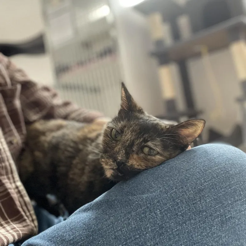 A senior small-sized female Tortoiseshell Domestic Short Hair cat named Escargot for adoption in St. Louis, MO