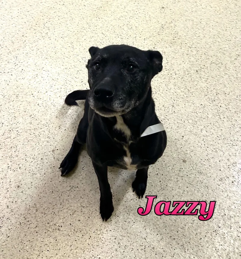 A senior medium-sized female Terrier dog named Jazzy for adoption in Muncie, IN