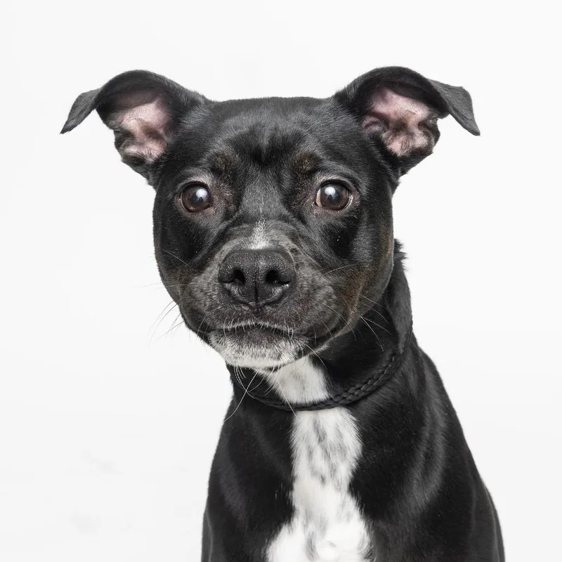 A young small-sized female Black Mixed Breed dog named Daisy for adoption in Franklin, TN
