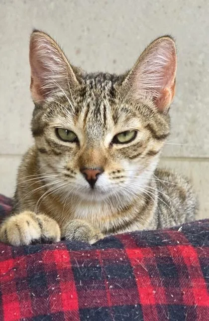 A baby small-sized female Domestic Short Hair cat named Pocahontas for adoption in Honolulu, HI