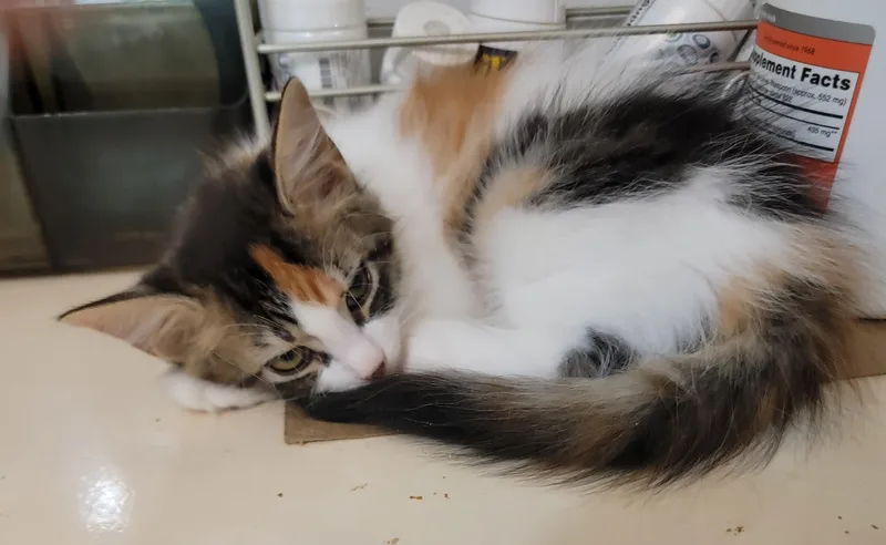 A young medium-sized female Domestic Medium Hair cat named Shangrila for adoption in Houston, TX