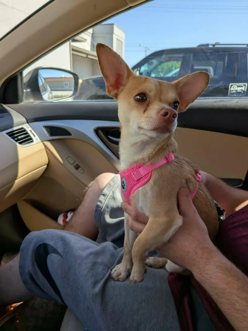 An adult small-sized male Chihuahua dog named Norton for adoption in Columbia, MO