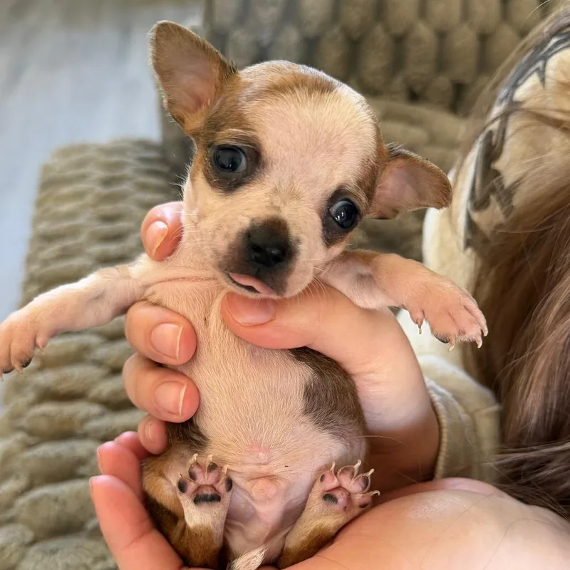 A baby small-sized male Yellow / Tan / Blond / Fawn Chihuahua dog named Peewee for adoption in Duck River, TN
