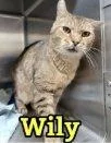 Wily thumbnail 2