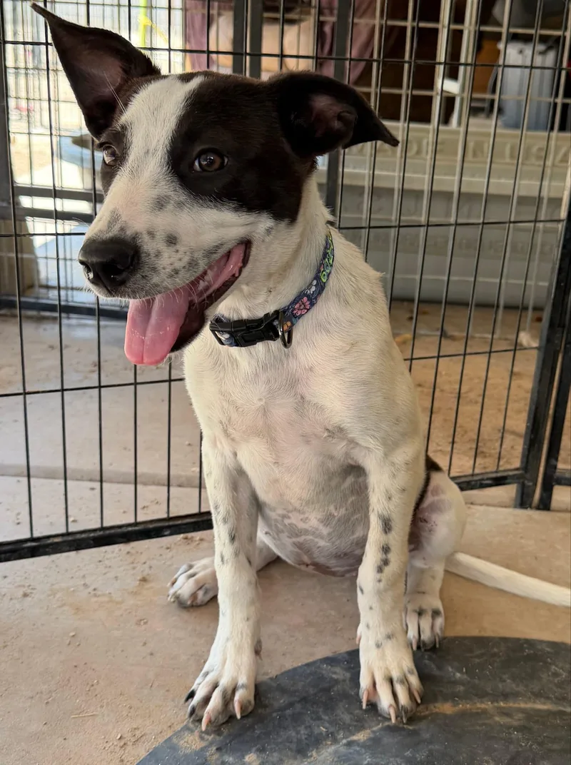 A baby small-sized female Australian Cattle Dog / Blue Heeler dog named Lucy for adoption in Tucson, AZ