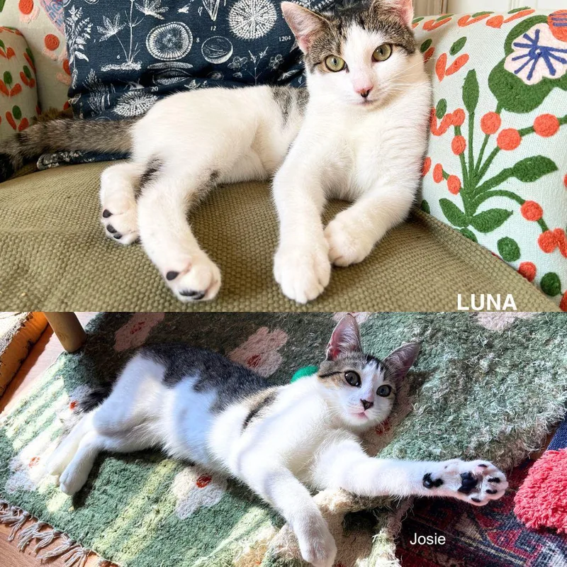 Josie & Luna thumbnail 2