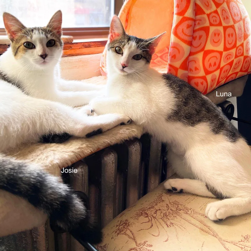 Josie & Luna thumbnail 3