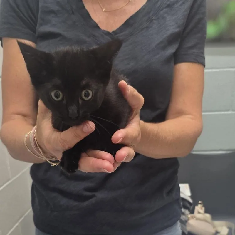 A baby small-sized male Black Domestic Short Hair cat named Jacob for adoption in Jacksonville, FL