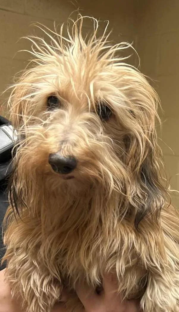 An adult small-sized male Dachshund dog named Pookie for adoption in Stoughton, MA