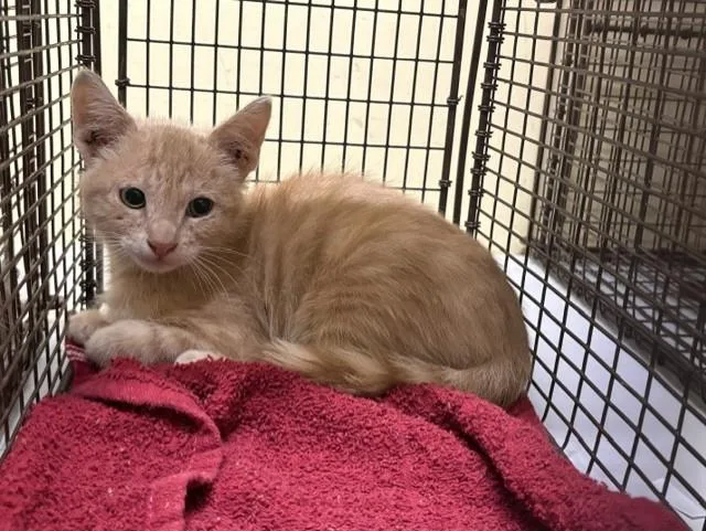 A baby small-sized male Domestic Short Hair cat named Journey for adoption in Tustin, CA