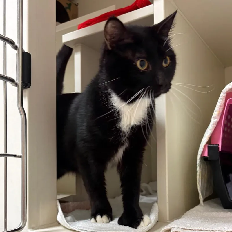 An adult medium-sized male Domestic Short Hair cat named Faze for adoption in Fairport, NY