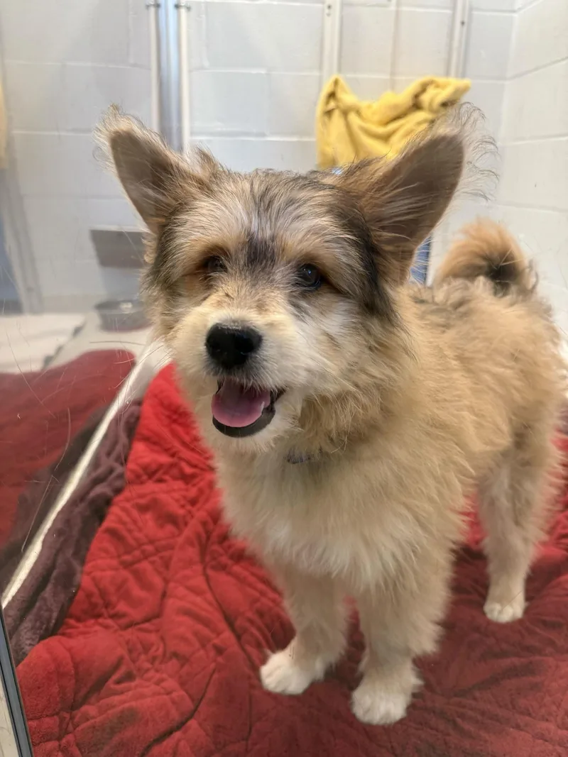 A baby medium-sized male West Highland White Terrier / Westie dog named Hershey for adoption in North Haven, CT
