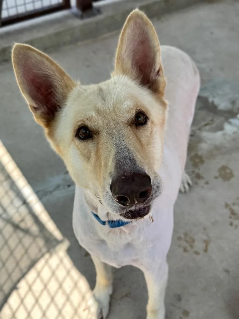An adult large-sized male White German Shepherd dog named Lucky for adoption in Canyon Lake, TX