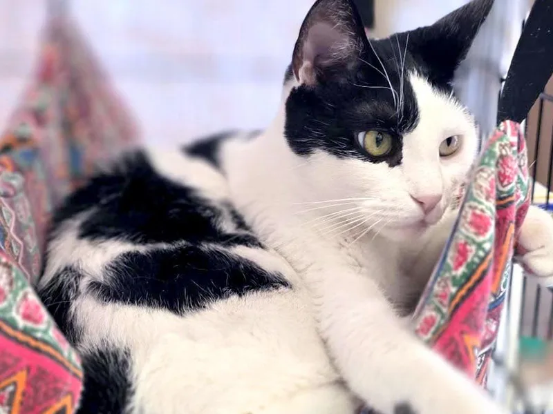 A young medium-sized male Black & White / Tuxedo Domestic Short Hair cat named Charon for adoption in Great Neck, NY