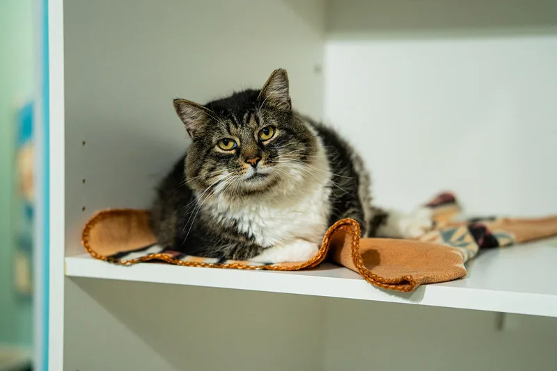 An adult large-sized male White Domestic Long Hair cat named Jambalaya for adoption in Dellslow, WV