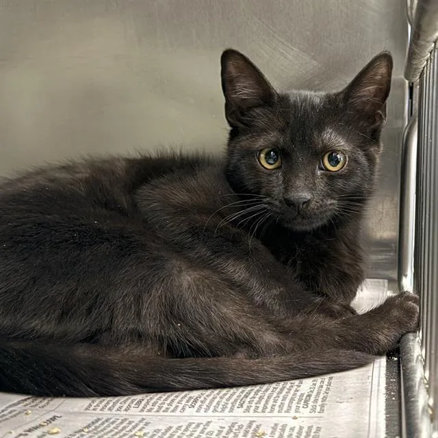 A baby small-sized male Domestic Short Hair cat named Franklin for adoption in Las Vegas, NV