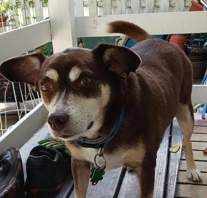 A senior medium-sized male Terrier dog named Riley  Courtesy Listing for adoption in Rootstown, OH