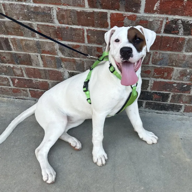 An adult large-sized female White / Cream Boxer dog named Luna for adoption in Little Rock, AR