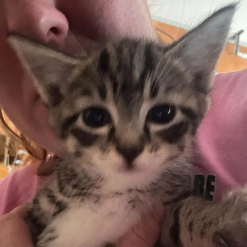 A baby small-sized male Brown / Chocolate Domestic Short Hair cat named Maren for adoption in Ferndale, WA