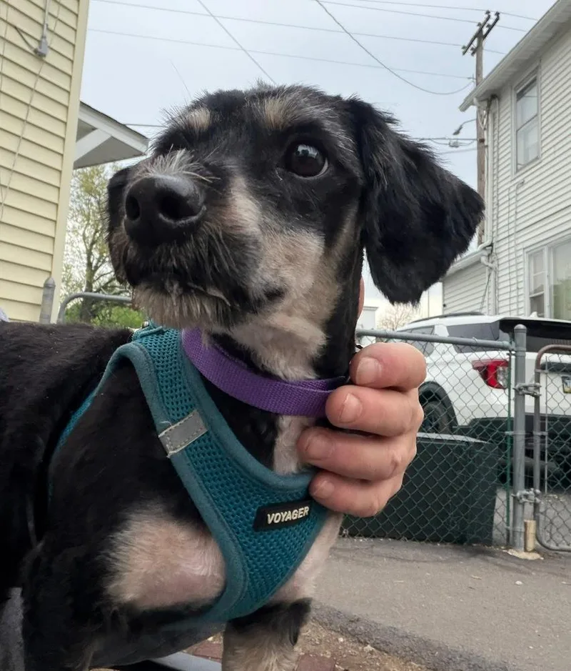 An adult small-sized male Tricolor (Brown, Black, & White) Dachshund dog named Gibby for adoption in Scranton, PA