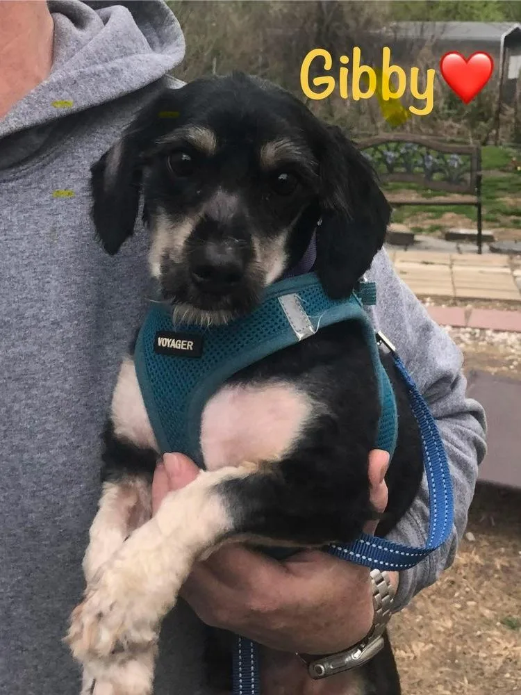 Gibby thumbnail 2
