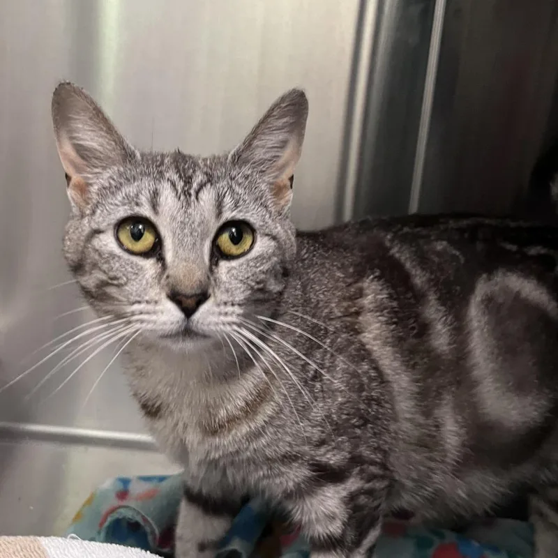 An adult medium-sized female Gray / Blue / Silver Domestic Short Hair cat named Catamari for adoption in Washburn, MO