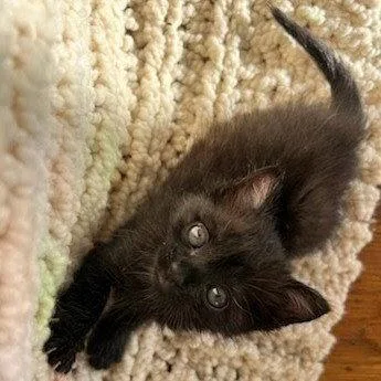 A baby small-sized male Black Domestic Short Hair cat named Canyon for adoption in Oakland, CA