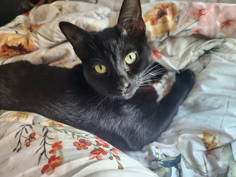An adult medium-sized female Black Domestic Short Hair cat named Oak for adoption in Wantage, NJ