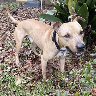 An adult medium-sized male Yellow / Tan / Blond / Fawn Pit Bull Terrier dog named Toby for adoption in Lake Wylie, SC