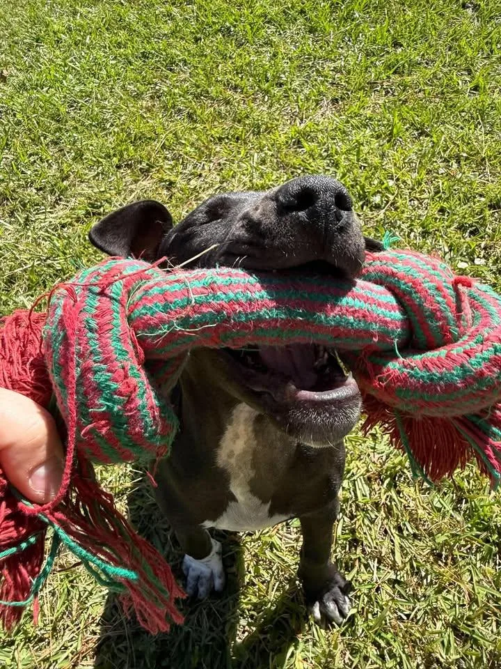 A young medium-sized female Black Labrador Retriever dog named Muffin for adoption in Wilmington, NC