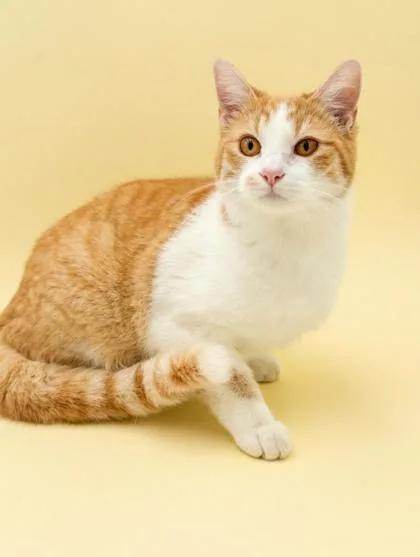 Cinnamon thumbnail 3