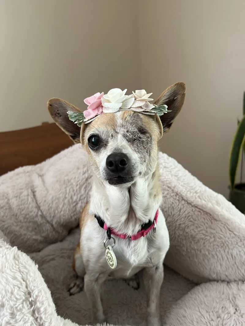 A senior small-sized female Yellow / Tan / Blond / Fawn Chihuahua dog named Clementine for adoption in LOS ANGELES, CA