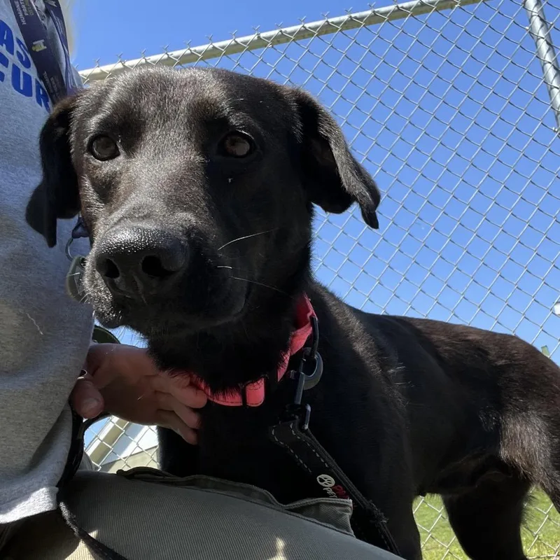 An adult medium-sized female Black Labrador Retriever dog named Claudia for adoption in Wilmington, DE
