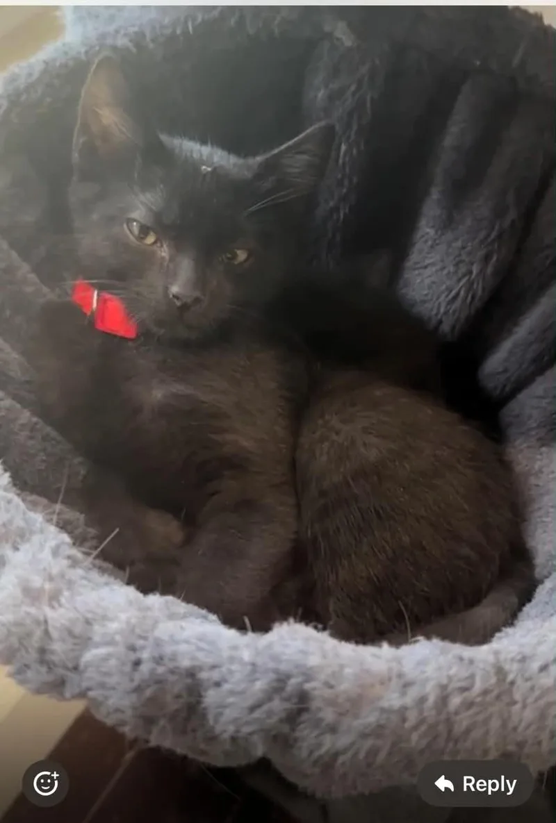 A baby small-sized male Black American Shorthair cat named Galaxy for adoption in San Jose, CA