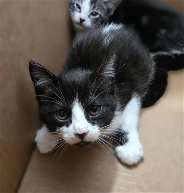 A baby medium-sized female Domestic Short Hair cat named Melanie for adoption in Dallas, TX