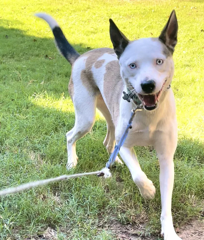 Kacy  Happy Go thumbnail 3