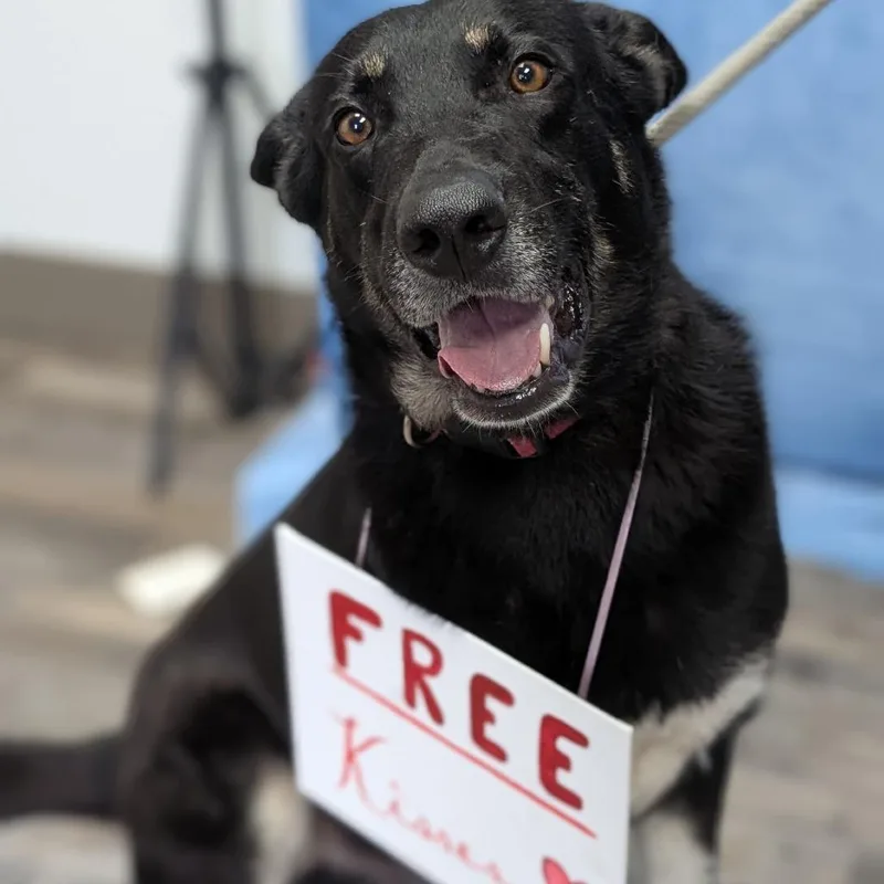 An adult large-sized male Black Shepherd dog named Shadow for adoption in Buchanan Dam, TX
