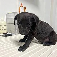 Lukas  URGENT thumbnail 2