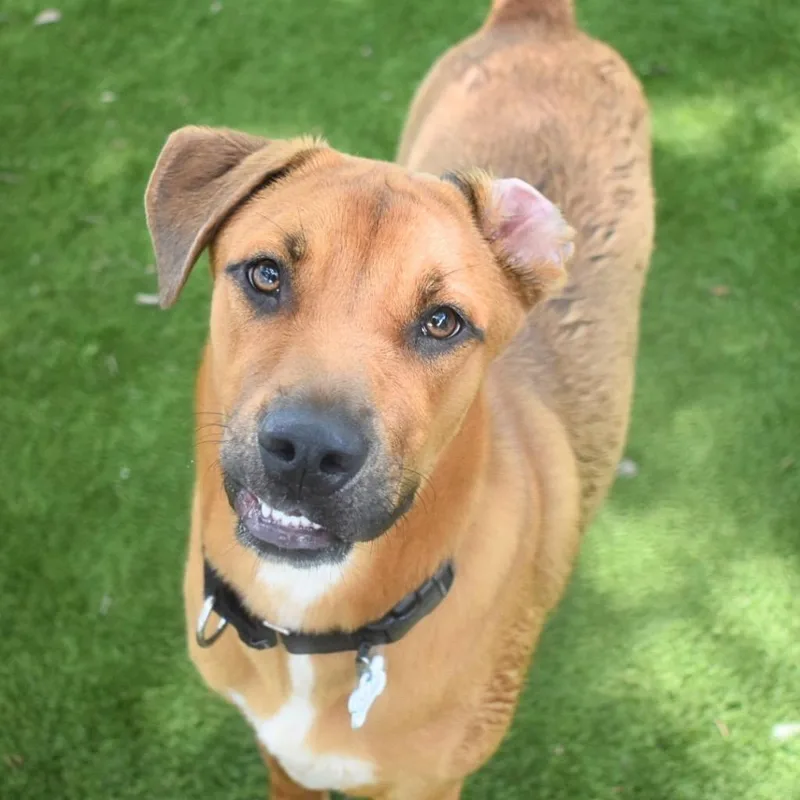 A baby medium-sized male Mixed Breed dog named Rocky for adoption in Saint Petersburg, FL