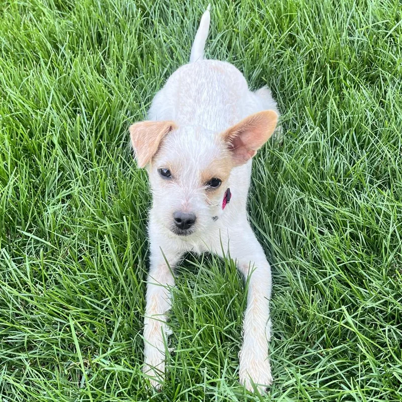 A baby small-sized female Terrier dog named Jovie for adoption in Cashmere, WA