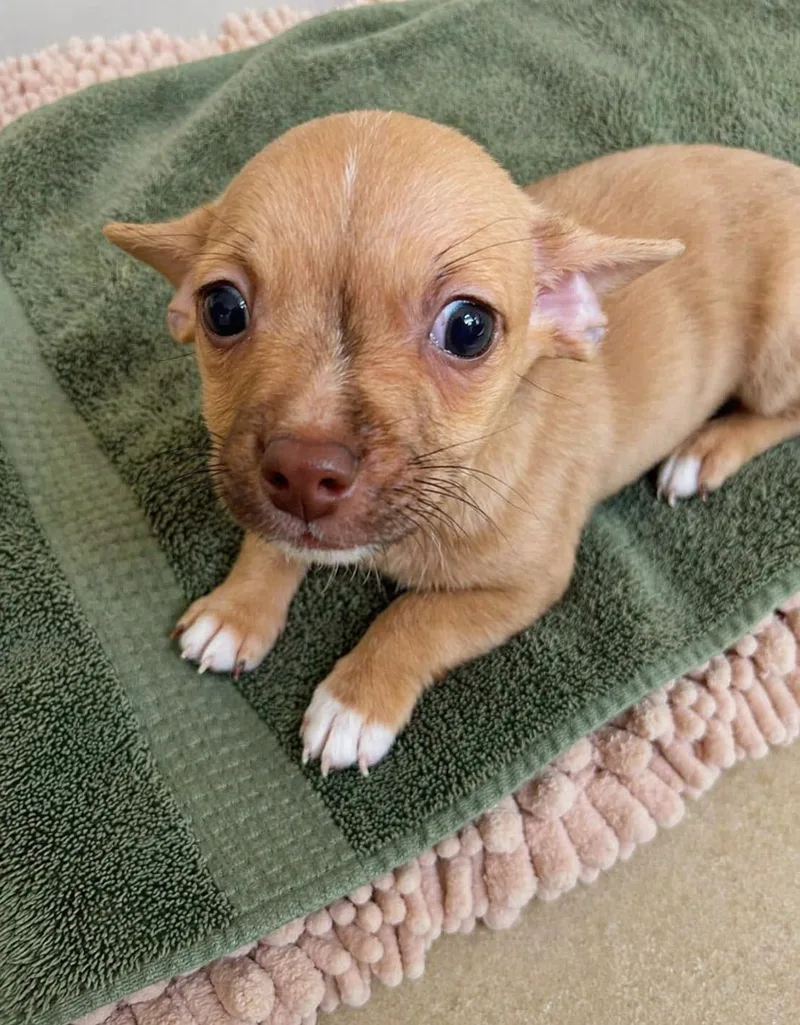 A baby small-sized male Yellow / Tan / Blond / Fawn Chihuahua dog named Squeaky for adoption in Ashland, KY