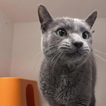 A young small-sized male Domestic Short Hair cat named Ink for adoption in Janesville, WI