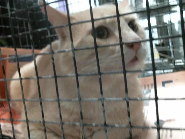 An adult medium-sized male Domestic Short Hair cat named A for adoption in Houston, TX