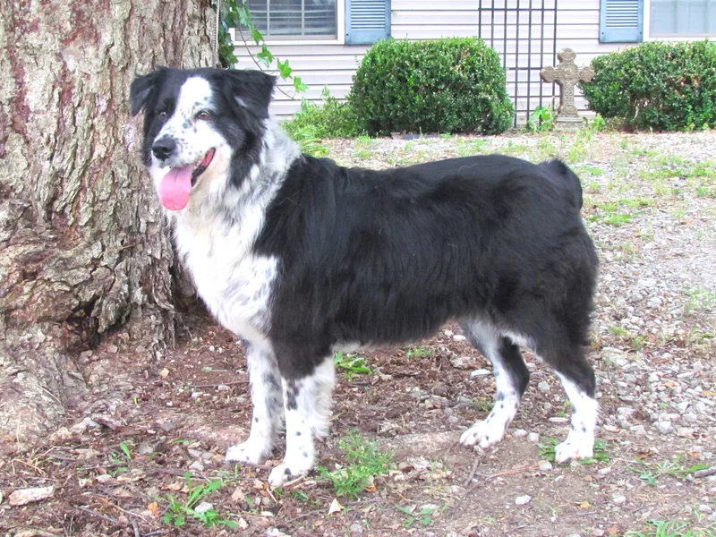 An adult medium-sized female Black Australian Shepherd dog named Josie for adoption in Humboldt, TN